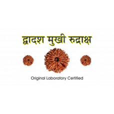 12 Mukhi Rudraksh (1.0)